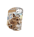 デグーの気持ちスタンプ（個別スタンプ：11）