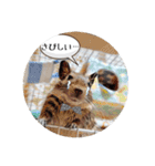デグーの気持ちスタンプ（個別スタンプ：12）