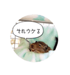 デグーの気持ちスタンプ（個別スタンプ：13）