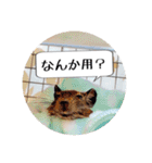 デグーの気持ちスタンプ（個別スタンプ：14）