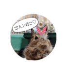 デグーの気持ちスタンプ（個別スタンプ：15）