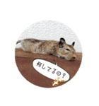 デグーの気持ちスタンプ（個別スタンプ：16）