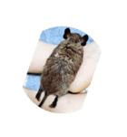 デグーの気持ちスタンプ（個別スタンプ：17）