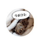 デグーの気持ちスタンプ（個別スタンプ：20）