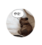 デグーの気持ちスタンプ（個別スタンプ：22）