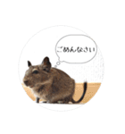 デグーの気持ちスタンプ（個別スタンプ：23）