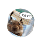 デグーの気持ちスタンプ（個別スタンプ：24）