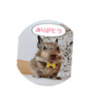 デグーの気持ちスタンプ（個別スタンプ：32）