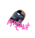 文鳥、モモンガ、ハムスタースタンプ（個別スタンプ：2）