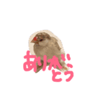 文鳥、モモンガ、ハムスタースタンプ（個別スタンプ：4）