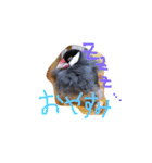 文鳥、モモンガ、ハムスタースタンプ（個別スタンプ：5）