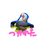 文鳥、モモンガ、ハムスタースタンプ（個別スタンプ：7）