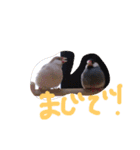 文鳥、モモンガ、ハムスタースタンプ（個別スタンプ：8）