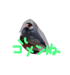 文鳥、モモンガ、ハムスタースタンプ（個別スタンプ：11）