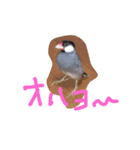 文鳥、モモンガ、ハムスタースタンプ（個別スタンプ：13）