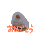 文鳥、モモンガ、ハムスタースタンプ（個別スタンプ：14）