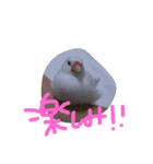文鳥、モモンガ、ハムスタースタンプ（個別スタンプ：15）