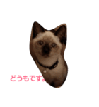 ぽいんてっど（個別スタンプ：8）