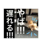 山田さん家のうめじくん。（個別スタンプ：6）