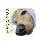山田さん家のうめじくん。（個別スタンプ：11）
