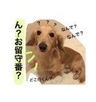 山田さん家のうめじくん。（個別スタンプ：15）