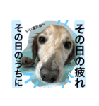 山田さん家のうめじくん。（個別スタンプ：16）