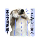 山田さん家のうめじくん。（個別スタンプ：20）