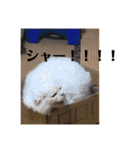 ふわちゃんのツンデレスタンプ（個別スタンプ：17）