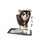 てんちゃんのスタンプ32（個別スタンプ：2）