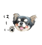 てんちゃんのスタンプ32（個別スタンプ：4）