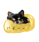 てんちゃんのスタンプ32（個別スタンプ：7）