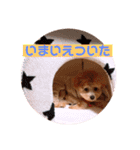 サスケの日常 2（個別スタンプ：11）