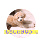 サスケの日常 2（個別スタンプ：24）