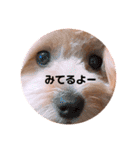 サスケの日常 2（個別スタンプ：35）