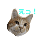はるなつあきふゆ2（個別スタンプ：4）