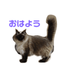 はるなつあきふゆ2（個別スタンプ：5）