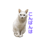 はるなつあきふゆ2（個別スタンプ：7）