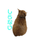 はるなつあきふゆ2（個別スタンプ：24）
