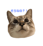 はるなつあきふゆ2（個別スタンプ：30）