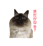 はるなつあきふゆ2（個別スタンプ：33）