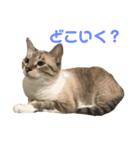 はるなつあきふゆ2（個別スタンプ：34）
