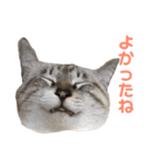 はるなつあきふゆ2（個別スタンプ：38）