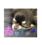 黒チワワの日常♡︎/（個別スタンプ：3）