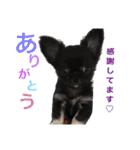 黒チワワの日常♡︎/（個別スタンプ：7）