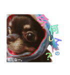 黒チワワの日常♡︎/（個別スタンプ：9）