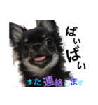 黒チワワの日常♡︎/（個別スタンプ：16）