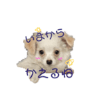 チワワンスタンプ1（個別スタンプ：5）