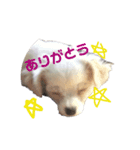 チワワンスタンプ1（個別スタンプ：13）