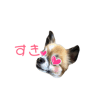 はにこさんときどき まめ太。（個別スタンプ：1）
