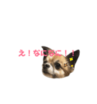はにこさんときどき まめ太。（個別スタンプ：4）